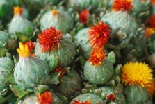 Aspir Otunun Faydaları Nelerdir?